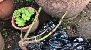 Роза Чёрная королева,плетистая. Я ее купила.