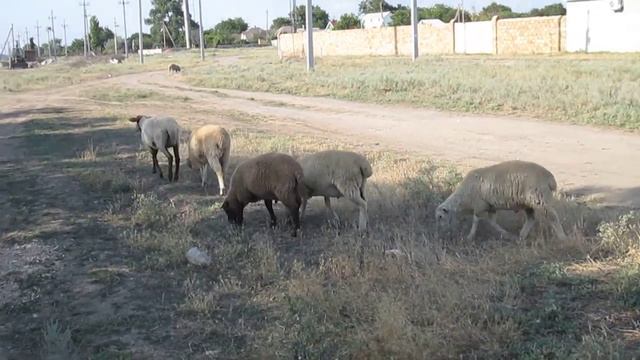 Живые барашки ходят по Счастливцево смотреть онлайн