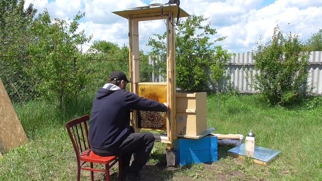 Прозрачный улей / Наблюдательный улей / ПЧЕЛОВОДСТВО.