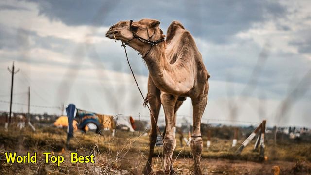 Top 10 Interesting Facts About Camel смотреть онлайн