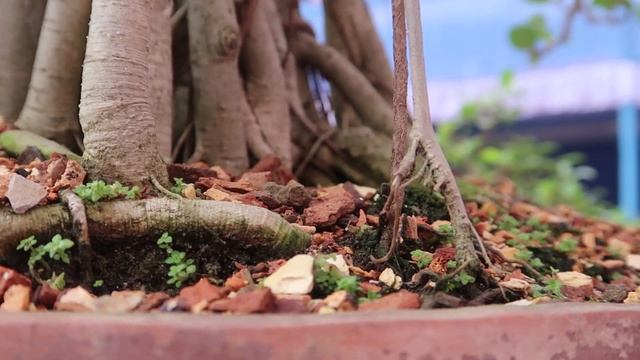 Ficus Benghalensis Bonsai [ बरगद बोनसाई ] смотреть онлайн