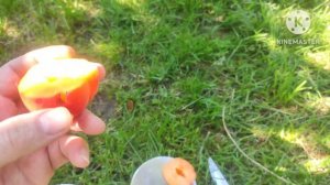 Абрикос Сильвер Кот