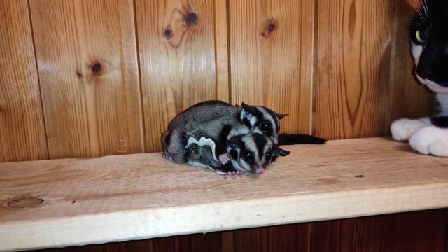 Не бойся, брат, я прикрою тебе спину! смотреть онлайн