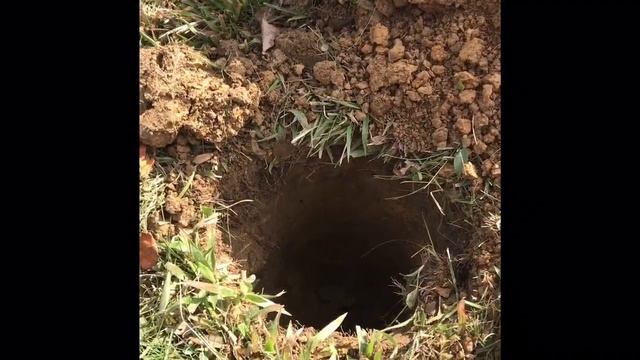 Tesoro Vaquero nails a 15 inch deep Quarter! смотреть онлайн