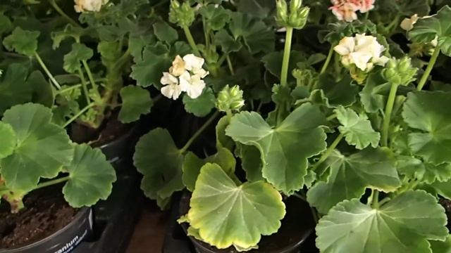 Pelargonium Zonale