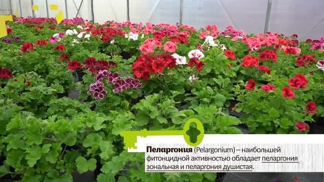 ТОП-10 РАСТЕНИЙ, КОТОРЫЕ ЧИСТЯТ ВОЗДУХ И ЗАЩИЩАЮТ ВАС ОТ МИКРОБОВ, ВИРУСОВ И БАКТЕРИЙ смотреть онлайн