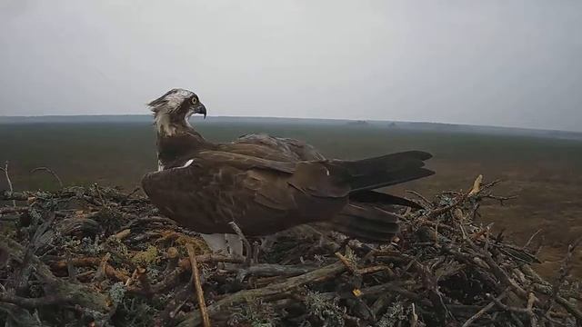 Скопа_Красный Бор_Самец принес рыбу (17 апреля 13:31) смотреть онлайн