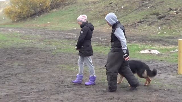 Видео дрессировка немецкая овчарка Дарси защита проводника мондьоринг смотреть онлайн