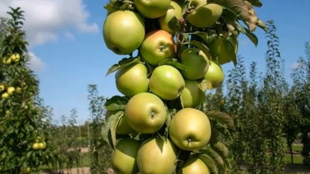 Колоновидная яблоня Президент: описание, фото -характеристика сорта яблониПрезидент смотреть онлайн