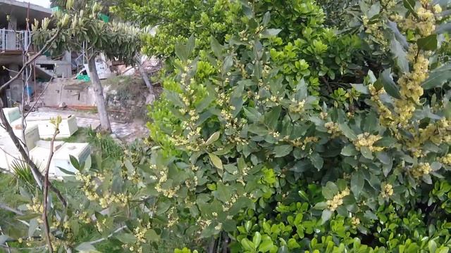 Цветение лаврового дерева пыльца и нектар 29 марта 2016 год. смотреть онлайн