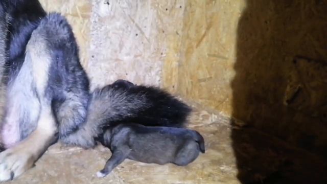 Щенки ВСЛ 2022г. Шелма+Пират