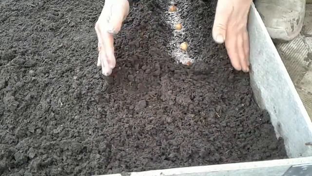 Как посадить лук под зиму-надежный,проверенный способ! смотреть онлайн