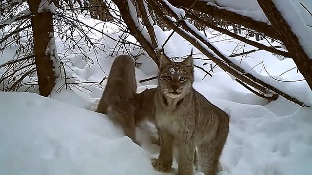 рысь ,удачная охота смотреть онлайн