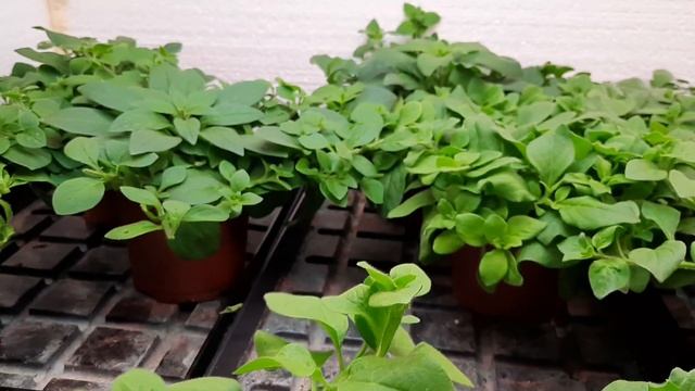 Три месяца от посадки ампельной петунии ОПЕРА , ИЗИ , ТАЙФУН . смотреть онлайн