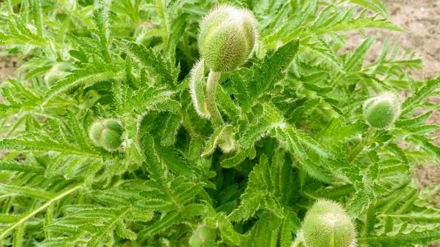 Aguonos rudenį ir pavasarį?Маки осенью и весной смотреть онлайн