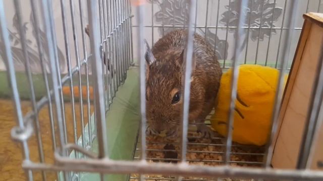 МИЛОЕ ASMR БЕЛКА ДЕГУ КУШАЕТ смотреть онлайн