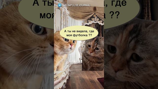Никаких обид #мыкотики #разговор #анекдот #шутки #коты #юмор #смешное #прикольно #мемы #cat смотреть онлайн