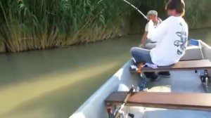 Поймали сома 50 кг