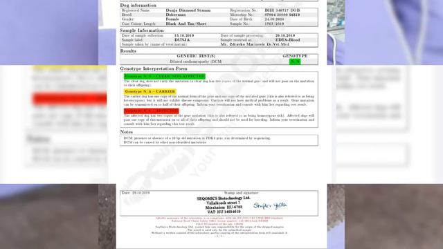 Casa di Roma Dobermann Kennel FCI 19/2019 смотреть онлайн