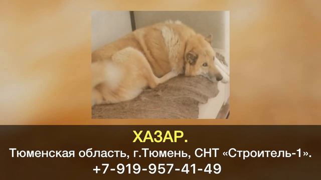 Пропала собака! ХАЗАР. Тюменская область, г.Тюмень, СНТ «Строитель-1». смотреть онлайн
