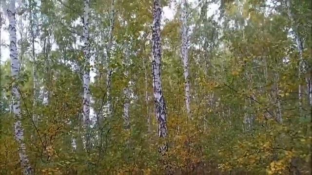 Солю грузди / поездка за грибами / консервирую помидоры смотреть онлайн