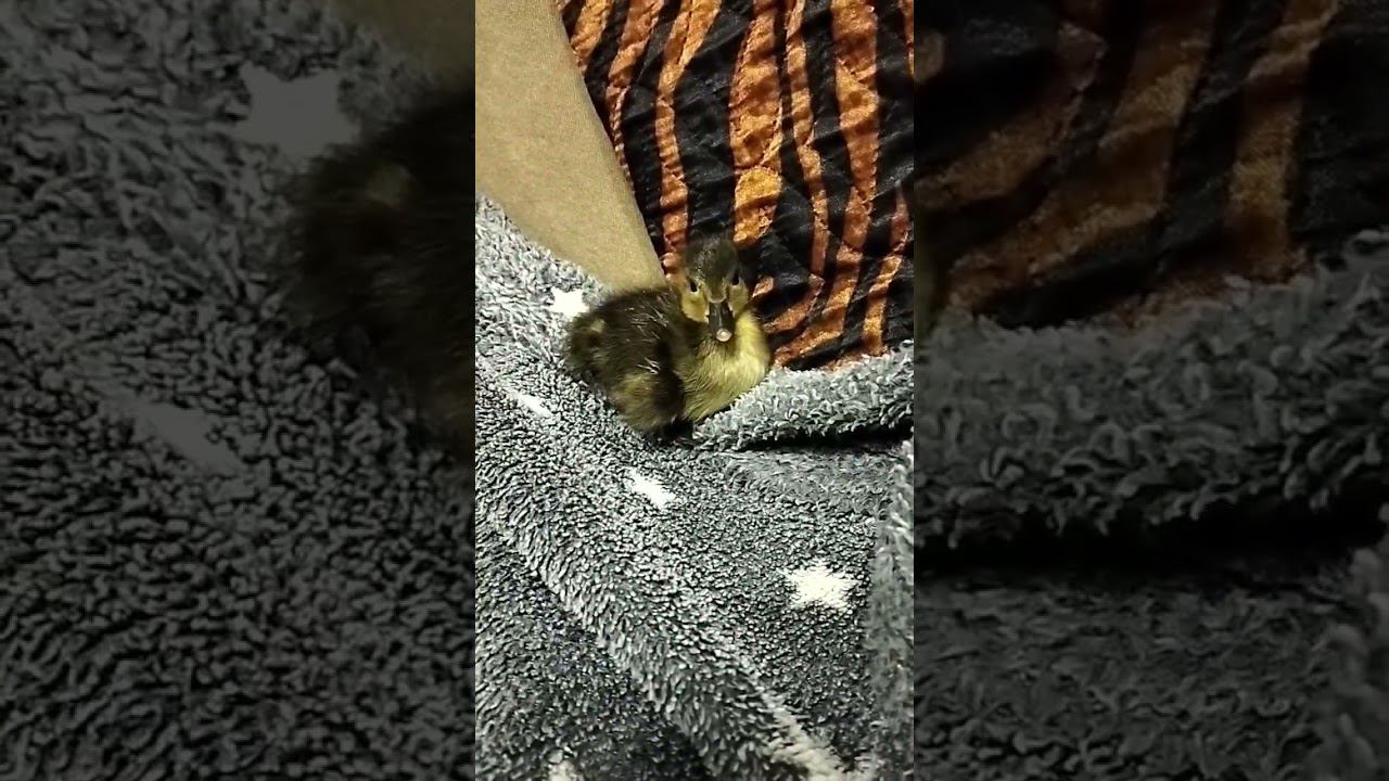 утёнок #shorts #утёнок #shortvideo смотреть онлайн