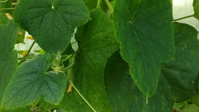 Паутинный клещ на огурцах.Как бороться?