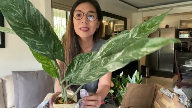 My Plantita Journey Vlog #8.2 - Unboxing plants from Mindanao Part 2 смотреть онлайн