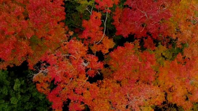 Autumn Leaves || Eric Clapton || Cover by SL Olver Studio смотреть онлайн
