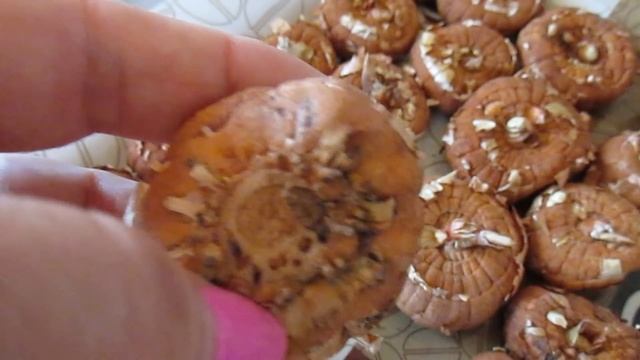 ГЛАДИОЛУСЫ Как Правильно Подготовить луковицы к высадке Необходимые мероприятия! смотреть онлайн