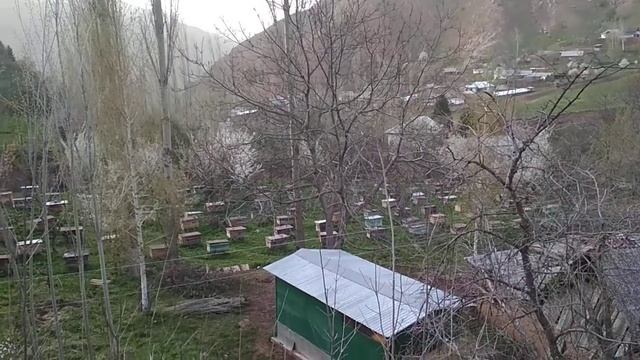 Лучшая пасека в мире смотреть онлайн