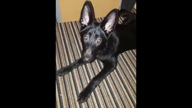 My dogs смотреть онлайн