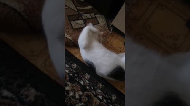 купили кошке леденец с кошачьей мятой? смотреть онлайн