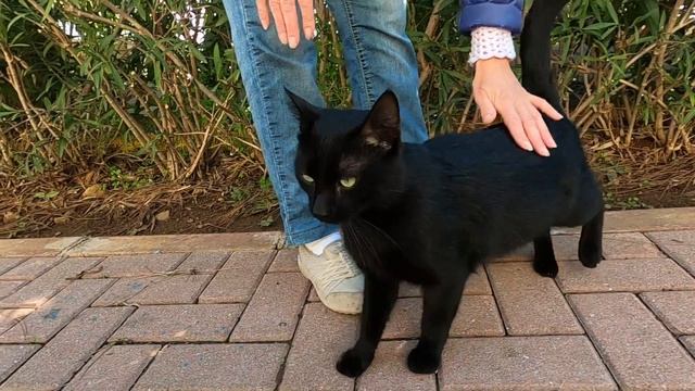 Black cat at the seaside road is so affectionate and cute смотреть онлайн