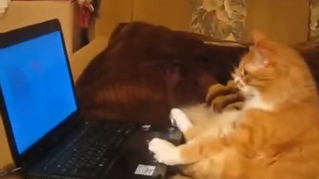 Кот смотрит мультик смотреть онлайн