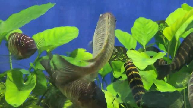 Tropheus Nkonde Yellow, Mpimbwe Yellow Cheek WF. Дикие трофеусы Нконде Еллоу и F1 Мпимбве Еллоу чек смотреть онлайн