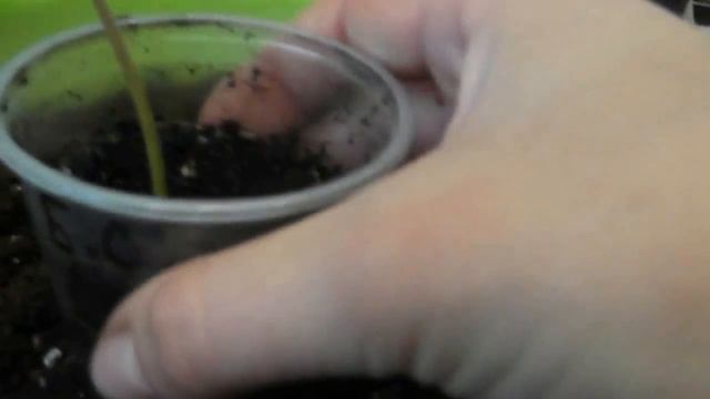 Ипомея, Фарбитис- КАК правильно ухаживать за рассадой? Прищипываем! смотреть онлайн