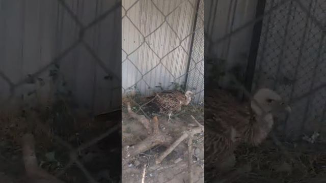 Араван район балдар учун зоопарк оюнчуктар ..... смотреть онлайн