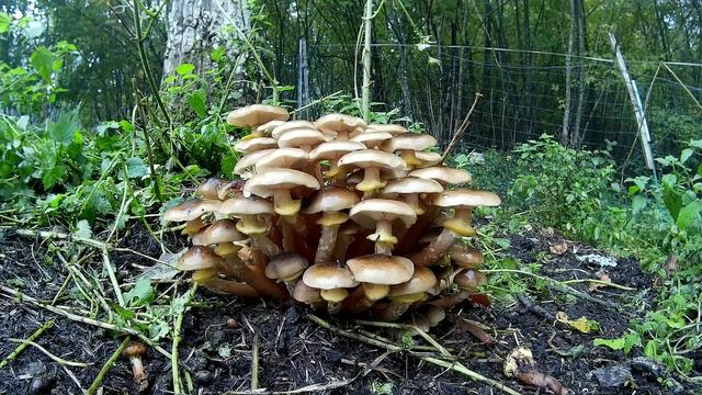Armillaria mellea смотреть онлайн