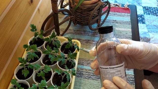 Чем пропоить куриц весной и осенью. Когда не хватает кальция, антибиотики не помогут.Захромала? смотреть онлайн