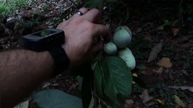 Wild Edibles-Paw Paw смотреть онлайн