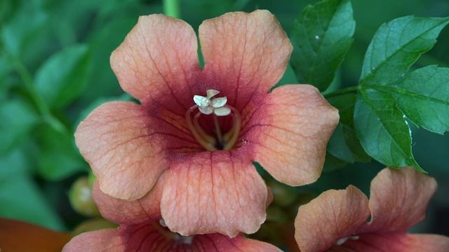 C0210 - Trumpet Creeper (Campsis radicans) - Bignoniaceae - смотреть онлайн