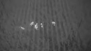 Квадрокоптер с тепловизором отстрел кабанов.