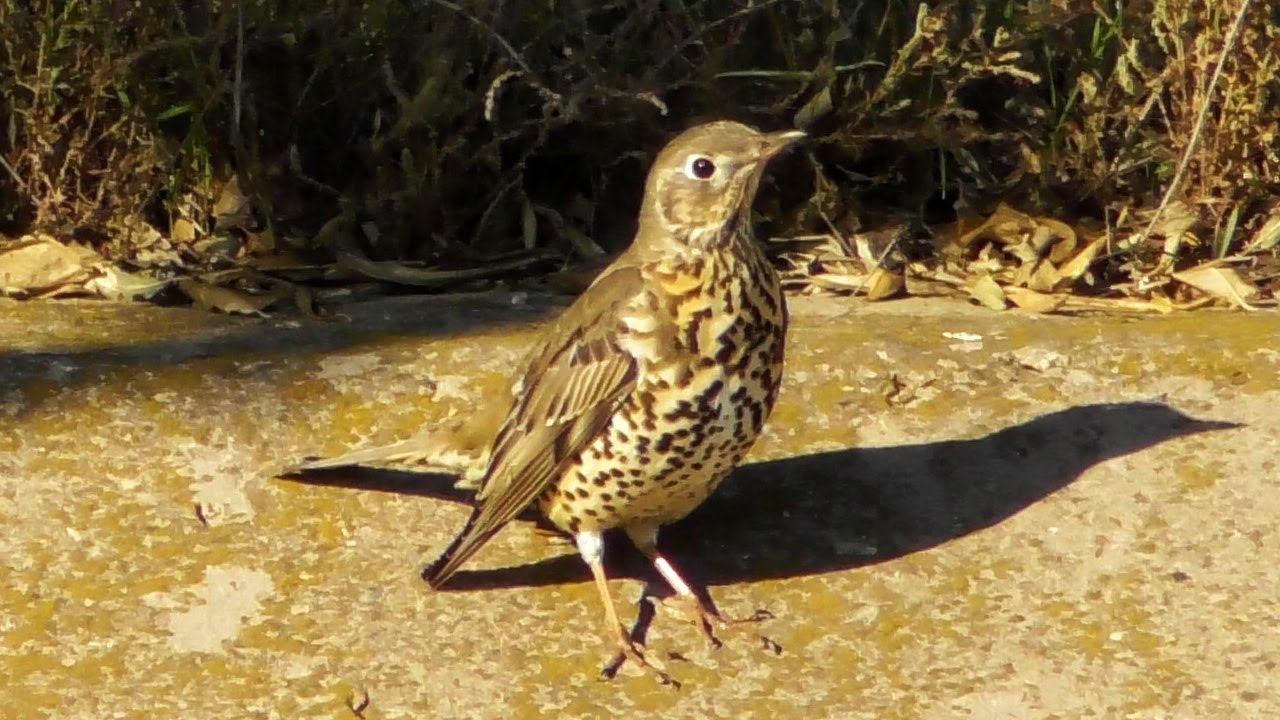 Дрозд Деряба / Mistle thrush / Tordela / Дрізд-омелюх смотреть онлайн