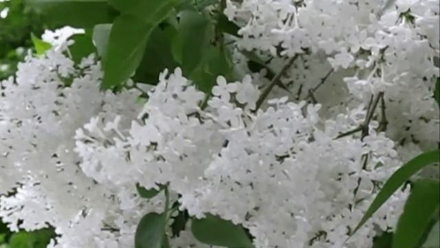 Иван Смушко Сирень cover автор ролика Елена А смотреть онлайн