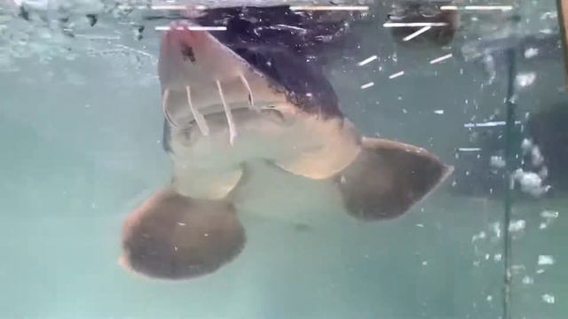 Гатиятуллин Рамиль Хакимуллович поздравляем с днем рождения 8 ноября смотреть онлайн