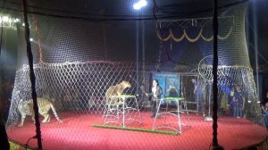 Цирк Шапито ЛЕВ & ТИГР - Circus Chapiteau LION TIGER.