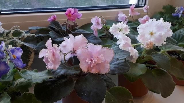 МОШКИ - исчезнут Сами! НАВСЕГДА! смотреть онлайн