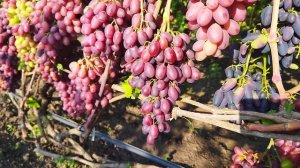 Виноград Зоренька