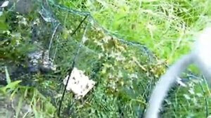 Ловим рыбу на морду!))